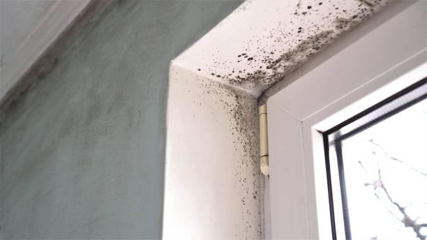 Best Residential Mold Removal  in Granite Bay, CA
