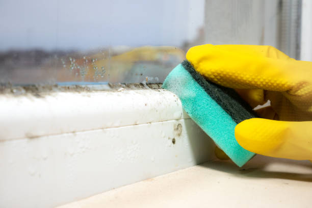 Mold Testing and Removal in Granite Bay, CA