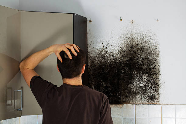 Trusted Granite Bay, CA Mold Removal Experts