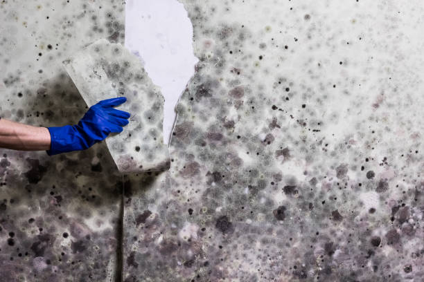 Best Toxic Mold Removal  in Granite Bay, CA