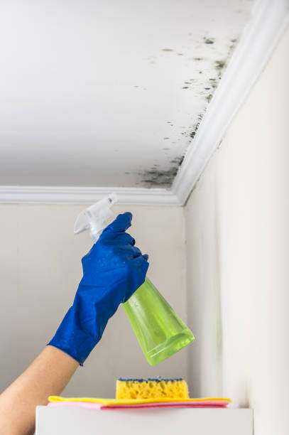 Best Same-Day Mold Removal  in Granite Bay, CA